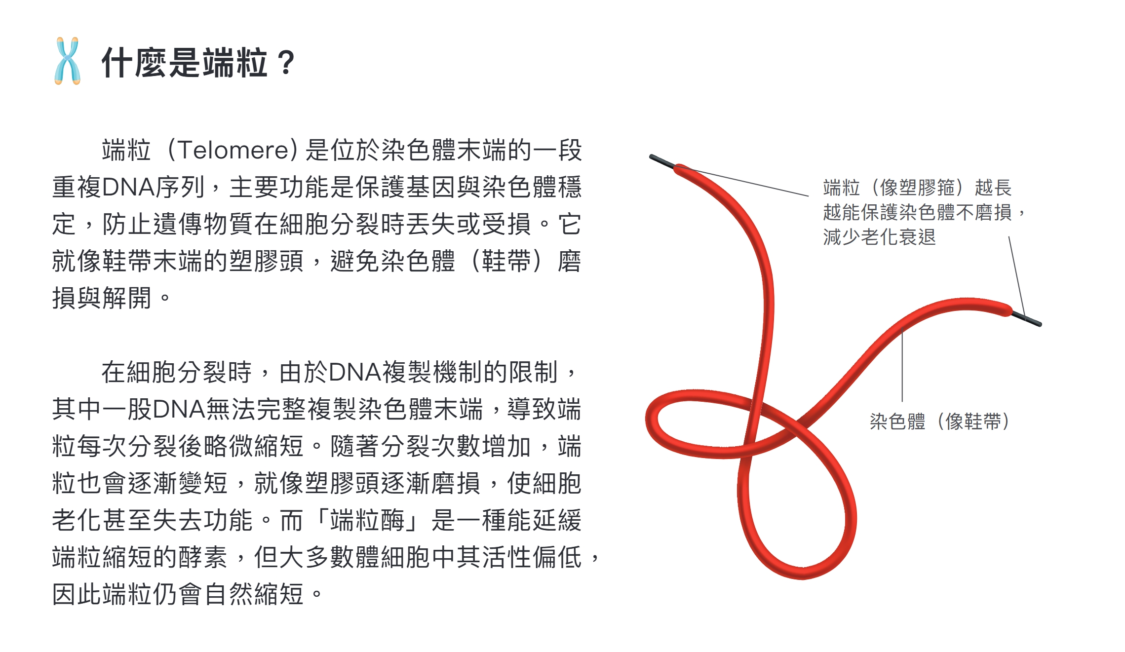 什麼是端粒 Telomere 染色體末端保護結構