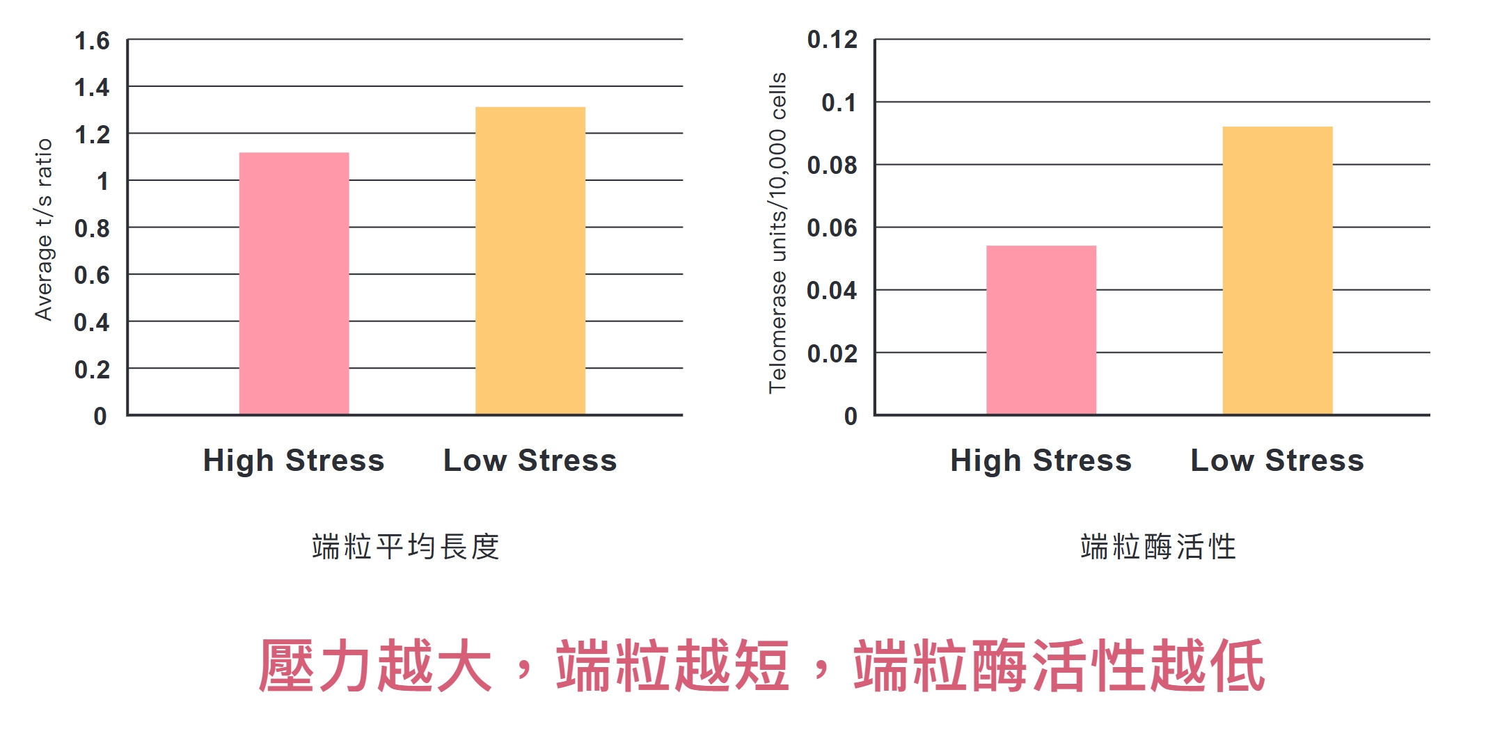 壓力越大端粒越短 端粒酶活性越低